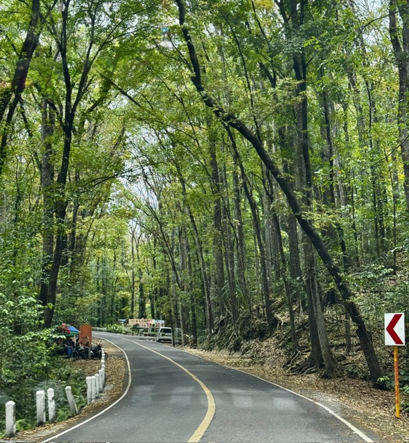 A winding paved road through dense green trees